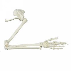 человеческое плечо модель человеческого скелета все кости руки UL-121