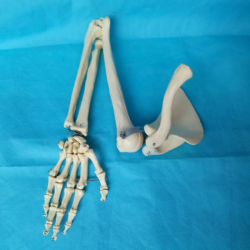 человеческое плечо модель человеческого скелета все кости руки UL-121