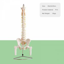 Позвоночная колонна из ПВХ в натуральную величину с головками таза и бедренной кости, модель человека для преподавания и обучени