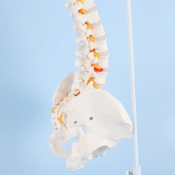 Позвоночная колонна из ПВХ в натуральную величину с головками таза и бедренной кости, модель человека для преподавания и обучени