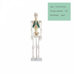 180 см скелет с нарисованными мышцами UL-3401