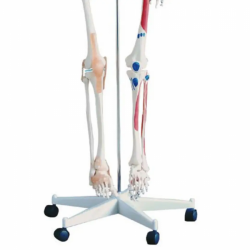 мышечная модель человеческого анатомического скелета без связок UL-#3401