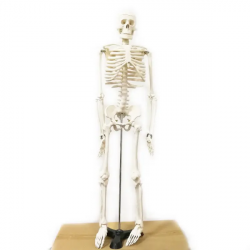 Анатомическая модель человеческого скелета 85 см UL-102XC