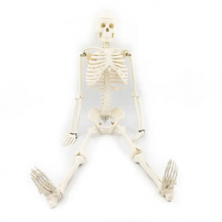 Анатомическая модель человеческого скелета 85 см UL-102XC