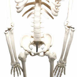85CM Скелет человека Медицинская анатомическая модель UL-XC102
