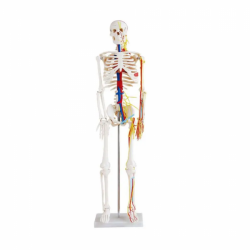 Пластиковая анатомическая модель скелета 85 см UL-85