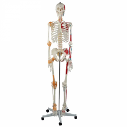 Пластиковый Скелет, Модель Скелета Человека 85см ПВХ UL-S85