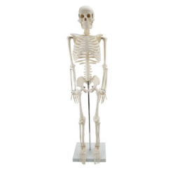 Образовательная, медицинская, анатомическая, пластиковая модель скелета человека UL-85-3