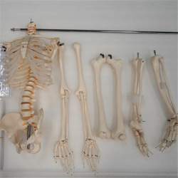 Медицинская образовательная модель скелета человека в натуральную величину, 178 см UL-178