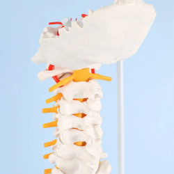 Естественный крупный человеческий позвоночник с моделью тазовой кости UL-PZV