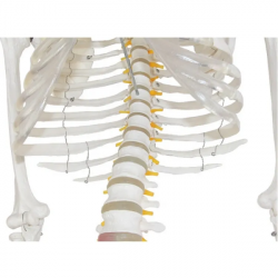 Скелет в натуральную величину 180см Модель человеческого скелета для учебных ресурсов UL-SK