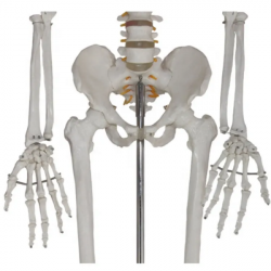 Скелет в натуральную величину 180см Модель человеческого скелета для учебных ресурсов UL-SK