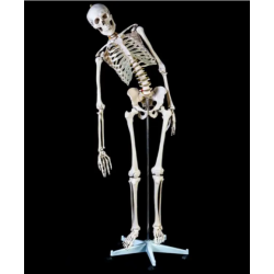 Гибкая модель человеческого скелета высотой 180 см UL-180-1