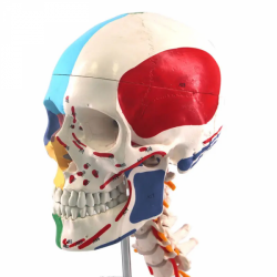 Цветной череп с моделью шейного позвонка UL-122