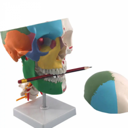 Цветной череп с моделью шейного позвонка UL-122