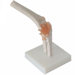 анатомическая модель локтевого сустава в натуральную величину из пластика UL-EE