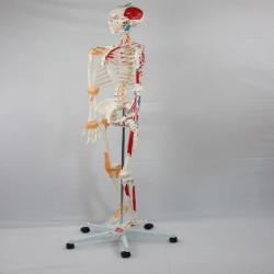 Модель человеческого скелета в натуральную величину 180 см анатомический скелет со спинномозговыми нервами UL-101