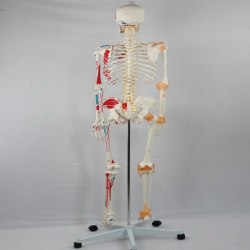 Модель человеческого скелета в натуральную величину 180 см анатомический скелет со спинномозговыми нервами UL-101