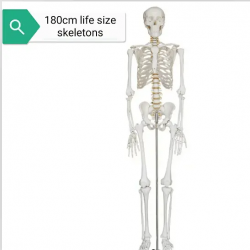180 см человеческий скелет в натуральную величину, медицинская модель и модель для обучения науке, анатомическая модель из ПВХ U