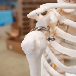 180 см человеческий скелет в натуральную величину, медицинская модель и модель для обучения науке, анатомическая модель из ПВХ U