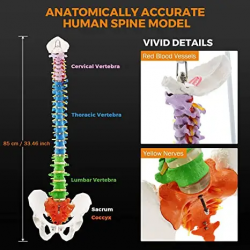 Модель человеческого позвоночника цвета в натуральную величину, 85 см, гибкий спинной мозг, грыжа диска, нервы, артерии и цветны