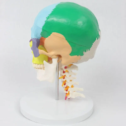 Модель человеческого черепа с гибким шейным отделом, с нервами и артериями UL-D00611