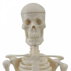 Модель человеческого скелета 45 см Мини-модель человеческого скелета с подвижными руками и ногами UL-101-4