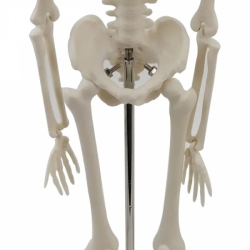Модель человеческого скелета 45 см Мини-модель человеческого скелета с подвижными руками и ногами UL-101-4