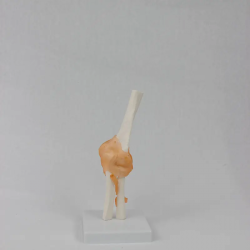 Модель локтевого сустава человека со связками Гибкий локтевой сустав в натуральную величину UL-111-3