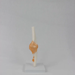 Модель локтевого сустава человека со связками Гибкий локтевой сустав в натуральную величину UL-111-3