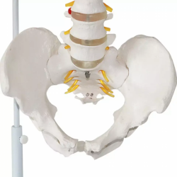 Анатомические модели позвоночника, таза, головки бедра и спинномозговых нервов в натуральную величину UL-02
