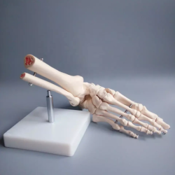 Анатомическая модель сустава стопы в натуральную величину UL-113