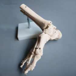 Анатомическая модель сустава стопы в натуральную величину UL-113