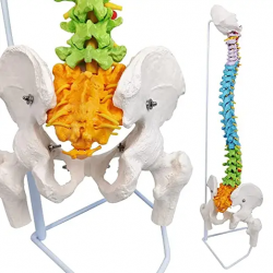 Модель позвоночника с нервами Дидактическая цветная анатомическая модель гибкого позвоночника UL-77