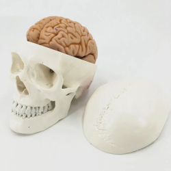 Модель черепа, 8 частей, с мозгом и шейным отделом позвоночника UL-101-0