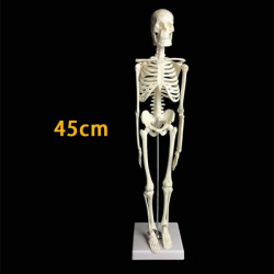 Анатомическая учебная модель человеческого скелета 45см UL-103