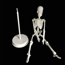 Анатомическая учебная модель человеческого скелета 45см UL-103