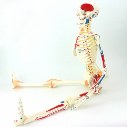 Анатомическая модель человеческого скелета без связок, яркие цветные мышцы UL-3401