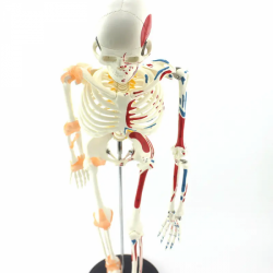 Анатомическая модель человеческого скелета без связок, яркие цветные мышцы UL-3401