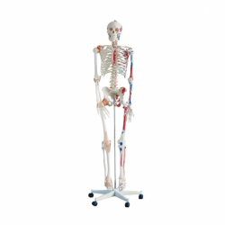 Модель скелета человека в натуральную величину 180 см высотой ПВХ UL-3401
