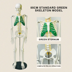 Медицинская образовательная анатомическая модель высокого качества пластиковая модель человеческого скелета в натуральную величи