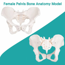 Модель женского таза в натуральную величину, анатомическая скелетная тазобедренная кость UL-307