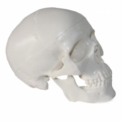 Модель человеческого черепа в натуральную величину UL-E1