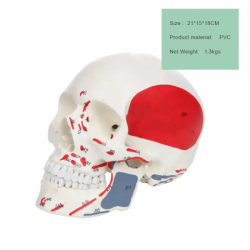 Окрашенная и пронумерованная модель человеческого черепа из пластика в натуральную величину, состоящая из 3 частей