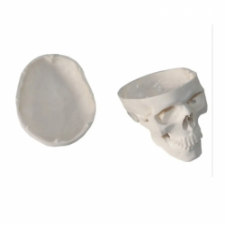 Модель  черепа в натуральную величину UL-EHE