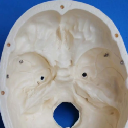 Модель  черепа в натуральную величину UL-EHE