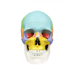 Цветной череп в натуральную величину UL-ULU