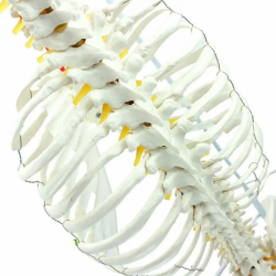 Модель скелета человеческих рёбер UL-KIT