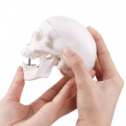 Модель скелета человеческого черепа Мини-моделирование UL-H