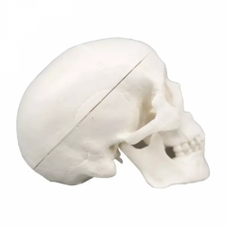 Модель скелета человеческого черепа Мини-моделирование UL-H